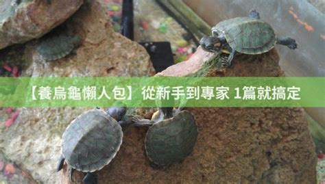 養烏龜的禁忌|【養烏龜懶人包】：從新手到專家，1篇就搞定